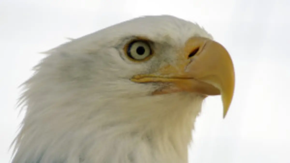 Alaska: Weißkopf-Seeadler