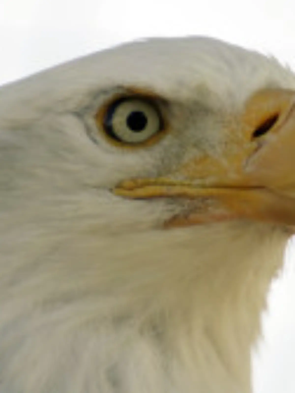Alaska: Weißkopf-Seeadler
