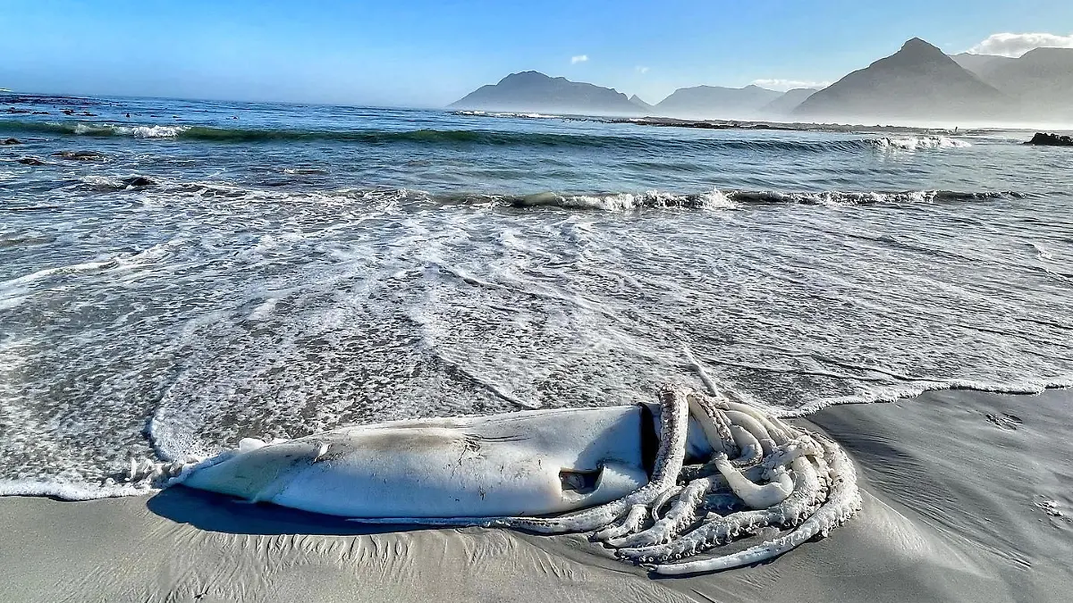 Story from Jam Press (Giant Squid)

Pictured: Ali Paulus' pictures of the giant squid.

Rare GIANT SQUID bigger than human child washes up on beach 

A woman was stunned to find a giant squid washed up on the beach

The huge sea creature was found on Long Beach in Kommetjie, South Africa at 7 a.m. on Saturday (30 April) by local Ali Paulus.

She immediately took pictures of the body – showing the tangled tentacles and large size of the cephalopod, which measured around 2.2 metres long without its arms extended.

The squid appears to have suffered an injury, with a gash above its tentacle – which Ali guesses was caused by a boat propeller.

Giant squids are one of the most elusive creatures on the planet, living at depths between 300-1,000 metres and rarely coming to the surface.

Sightings in the region are rare, with the last known coming in Cape Town in 2020, when a baby giant squid washed up on a beach.

Sharing the shots on Instagram, Ali said: “Giant Squid - Long Beach Kommetjie. Seems there is not too much known about these creatures. Limited consensus over the number of species.

“Estimates of species across the genus vary. At least three distinct species exist, but there could be many more. The global distribution is wide and consistent with this sighting.

“Looks like this poor guy got taken out by a propeller.”

One person commented: “Incredible find but very sad for such an amazing animal. Lovely photos as always.”

“Wow. This is incredible. Sad for the Squid,” said another user.

Someone else said: “Oh my word what a sighting. Poor [squid emoji].”

“What an amazing experience!” another user added.

ENDS