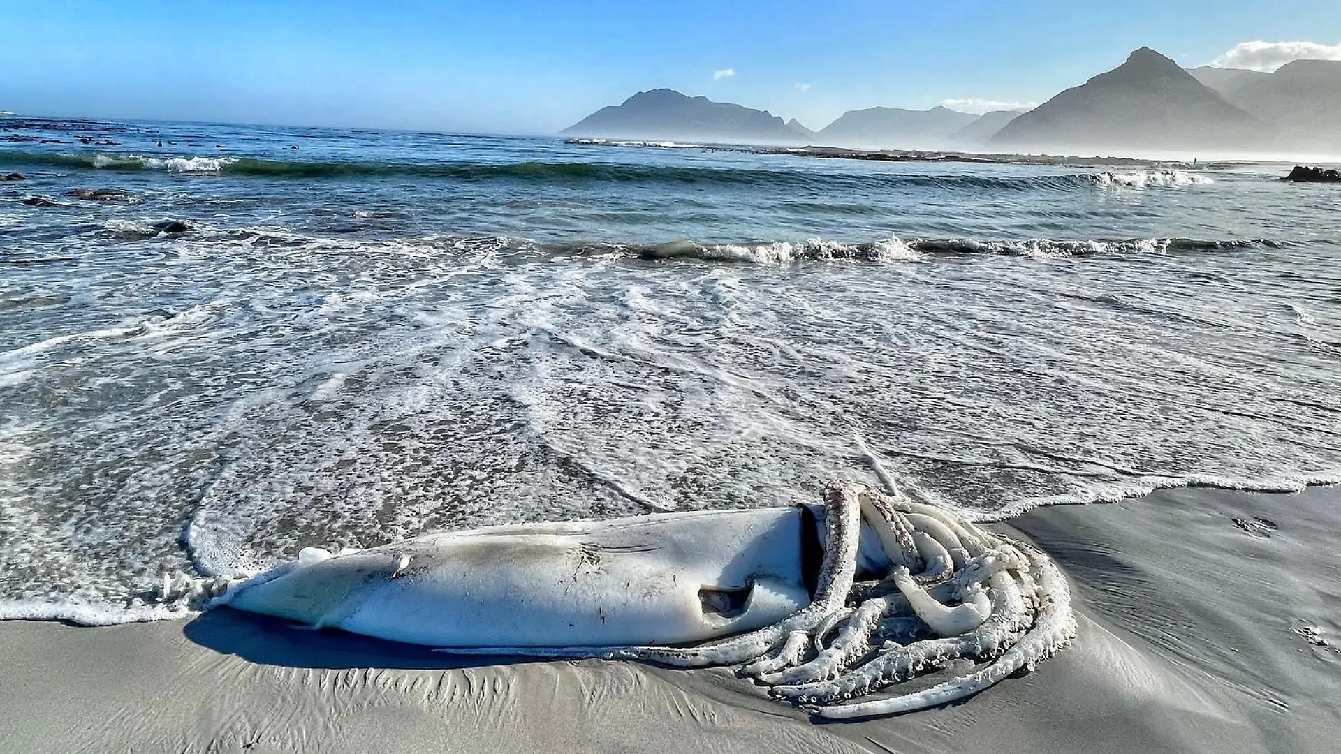 Story from Jam Press (Giant Squid)

Pictured: Ali Paulus' pictures of the giant squid.

Rare GIANT SQUID bigger than human child washes up on beach 

A woman was stunned to find a giant squid washed up on the beach

The huge sea creature was found on Long Beach in Kommetjie, South Africa at 7 a.m. on Saturday (30 April) by local Ali Paulus.

She immediately took pictures of the body – showing the tangled tentacles and large size of the cephalopod, which measured around 2.2 metres long without its arms extended.

The squid appears to have suffered an injury, with a gash above its tentacle – which Ali guesses was caused by a boat propeller.

Giant squids are one of the most elusive creatures on the planet, living at depths between 300-1,000 metres and rarely coming to the surface.

Sightings in the region are rare, with the last known coming in Cape Town in 2020, when a baby giant squid washed up on a beach.

Sharing the shots on Instagram, Ali said: “Giant Squid - Long Beach Kommetjie. Seems there is not too much known about these creatures. Limited consensus over the number of species.

“Estimates of species across the genus vary. At least three distinct species exist, but there could be many more. The global distribution is wide and consistent with this sighting.

“Looks like this poor guy got taken out by a propeller.”

One person commented: “Incredible find but very sad for such an amazing animal. Lovely photos as always.”

“Wow. This is incredible. Sad for the Squid,” said another user.

Someone else said: “Oh my word what a sighting. Poor [squid emoji].”

“What an amazing experience!” another user added.

ENDS