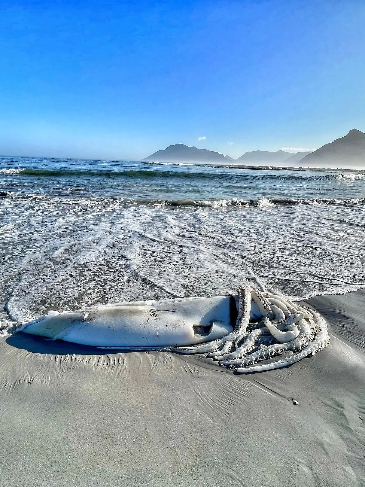 Story from Jam Press (Giant Squid)

Pictured: Ali Paulus' pictures of the giant squid.

Rare GIANT SQUID bigger than human child washes up on beach 

A woman was stunned to find a giant squid washed up on the beach

The huge sea creature was found on Long Beach in Kommetjie, South Africa at 7 a.m. on Saturday (30 April) by local Ali Paulus.

She immediately took pictures of the body – showing the tangled tentacles and large size of the cephalopod, which measured around 2.2 metres long without its arms extended.

The squid appears to have suffered an injury, with a gash above its tentacle – which Ali guesses was caused by a boat propeller.

Giant squids are one of the most elusive creatures on the planet, living at depths between 300-1,000 metres and rarely coming to the surface.

Sightings in the region are rare, with the last known coming in Cape Town in 2020, when a baby giant squid washed up on a beach.

Sharing the shots on Instagram, Ali said: “Giant Squid - Long Beach Kommetjie. Seems there is not too much known about these creatures. Limited consensus over the number of species.

“Estimates of species across the genus vary. At least three distinct species exist, but there could be many more. The global distribution is wide and consistent with this sighting.

“Looks like this poor guy got taken out by a propeller.”

One person commented: “Incredible find but very sad for such an amazing animal. Lovely photos as always.”

“Wow. This is incredible. Sad for the Squid,” said another user.

Someone else said: “Oh my word what a sighting. Poor [squid emoji].”

“What an amazing experience!” another user added.

ENDS