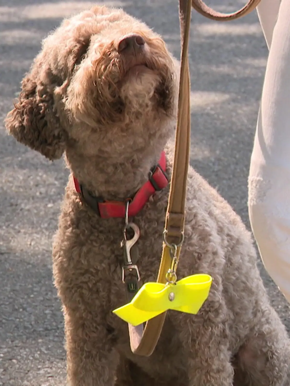 Bild zu: "Was dieses Band bei Hunden bedeutet"