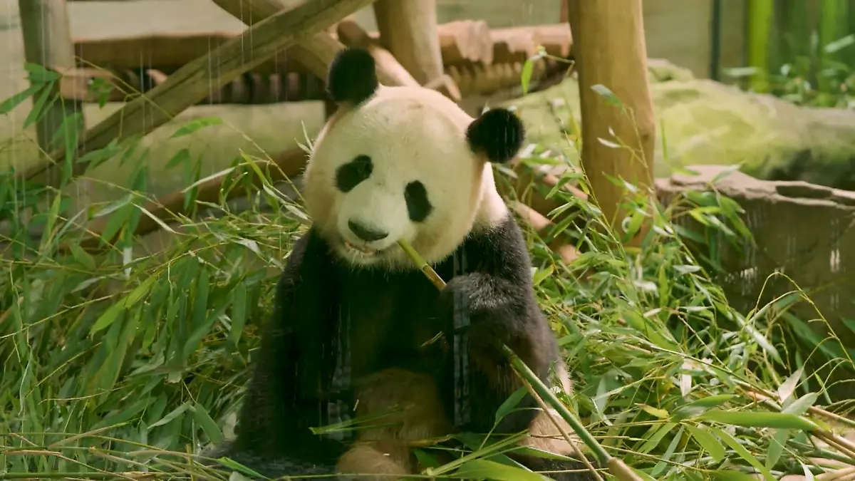 Geheimnisse eines Zoos Unser Besuch im artenreichsten Zoo der Welt