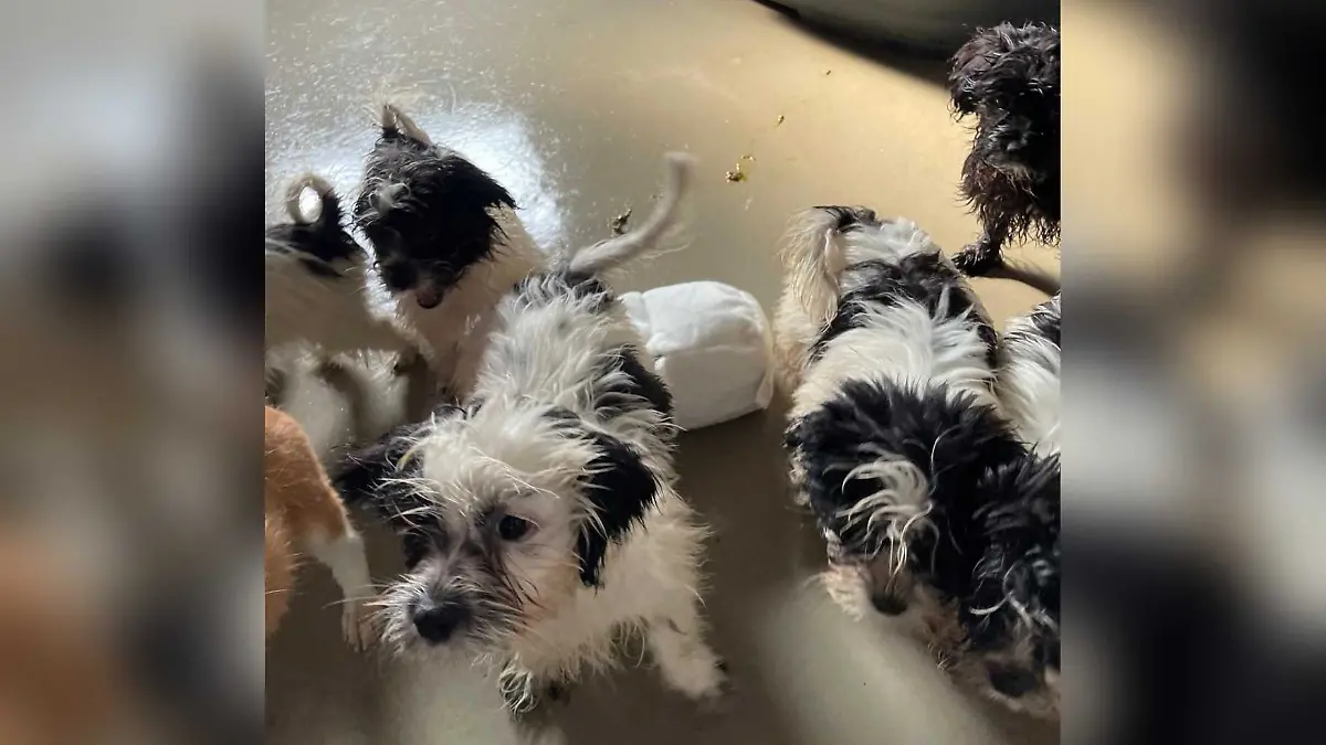 Völlig abgemagert kommen die Havaneser-Welpen im Tierheim Lingen an.