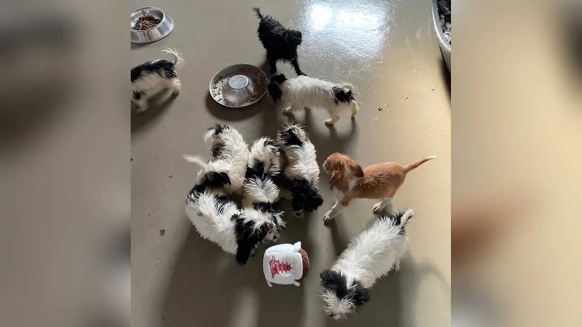 Mitarbeiter päppeln die Kleinen nun auf.