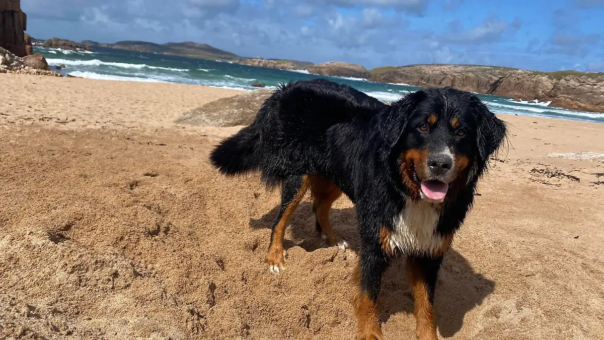 Nach über zwei Wochen wird Berner Sennen-Hündin Mali auf einer Klippe auf Arranmore (Irland) gerettet. Der Grund dafür ist unglaublich.