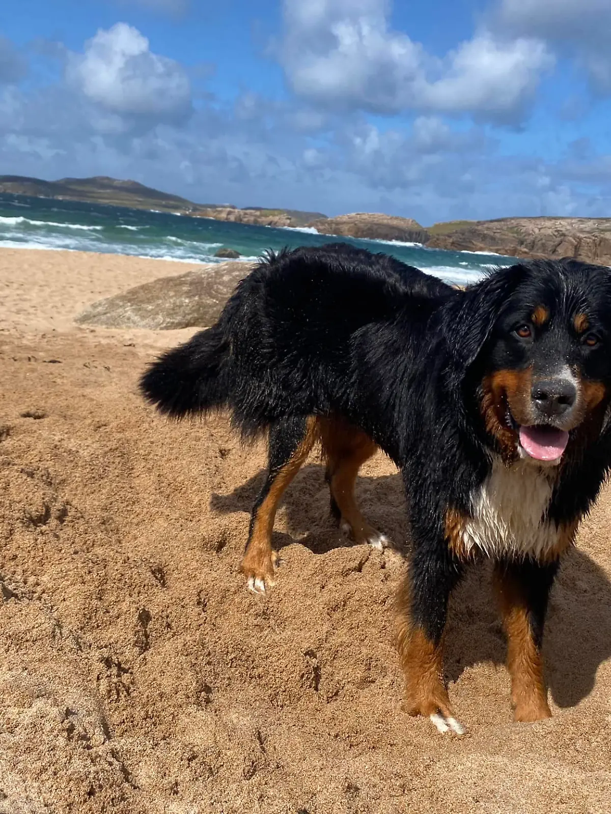 Nach über zwei Wochen wird Berner Sennen-Hündin Mali auf einer Klippe auf Arranmore (Irland) gerettet. Der Grund dafür ist unglaublich.