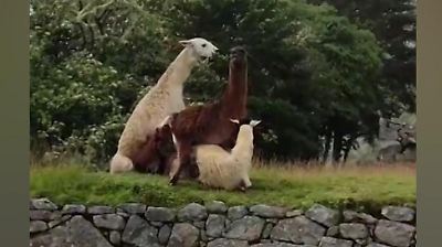 Sex-Kapade am Touristen-Hotspot! Lamas schieben Dreier