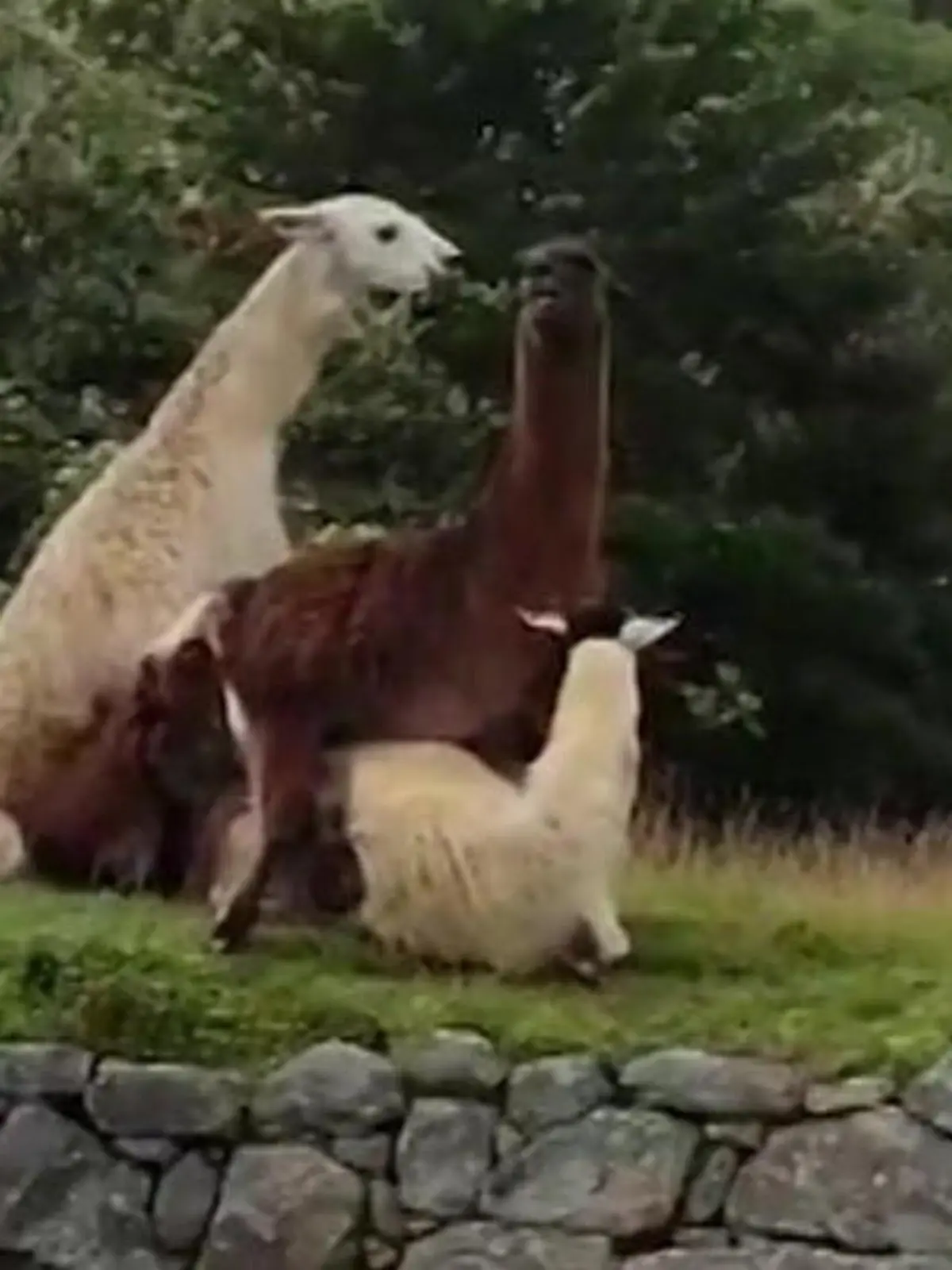 In Peru vergnügen sich drei Lamas zwischen den Ruinen in Machu Picchu. Ein Tourist wird auf sie aufmerksam und filmt die schlüpfrigen Szenen. Aber nicht nur er ist überrascht!