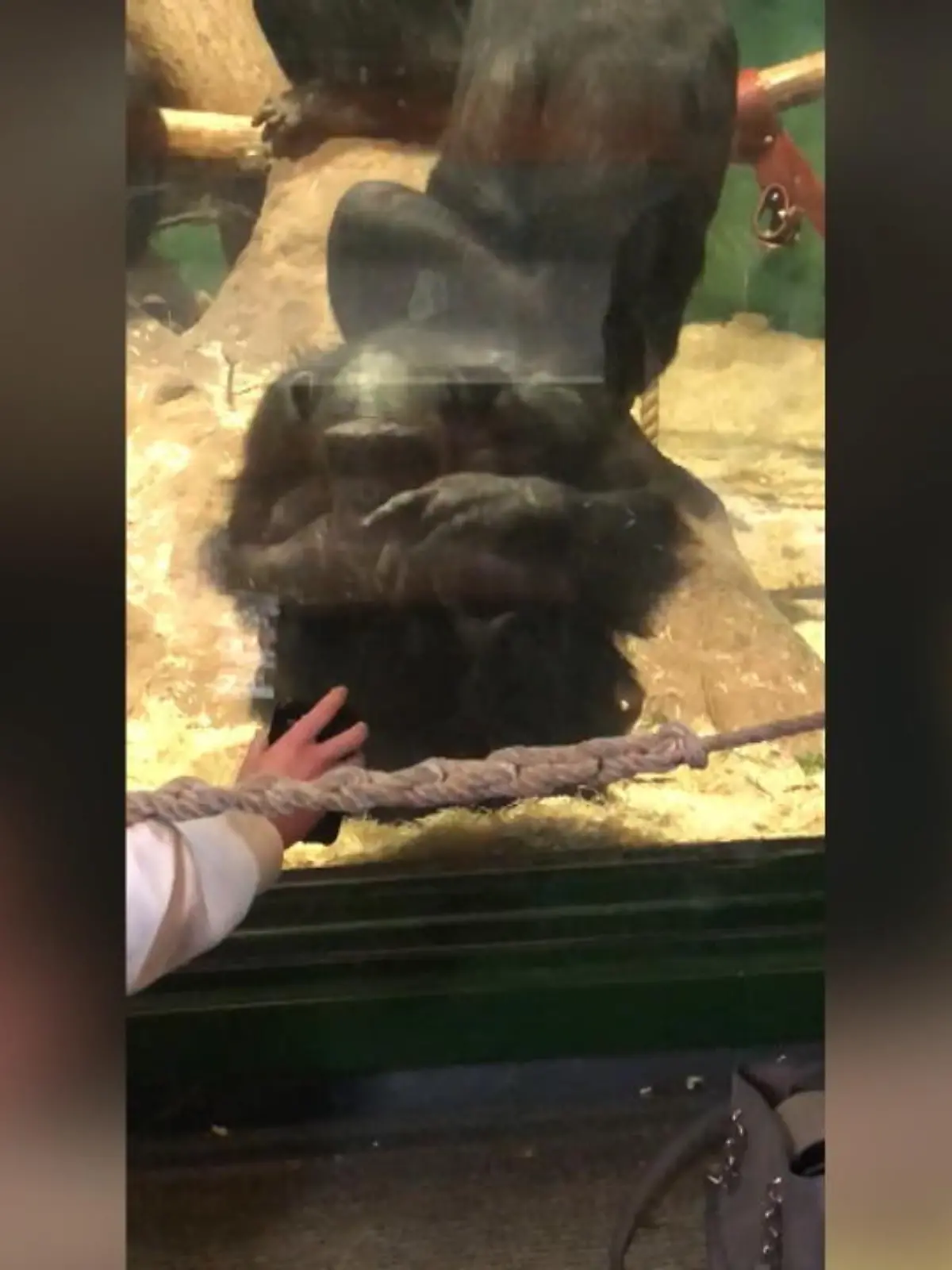 In einem Zoo in Wales hat ein Schimpanse eine Besucherin in ihrem Handy scrollen lassen. Während seine Artgenossen im Hintergrund abhängen, zieht es dieses neugierige Kerlchen mehr zur Technik hin. Den lustigen Clip zeigen wir im Video.