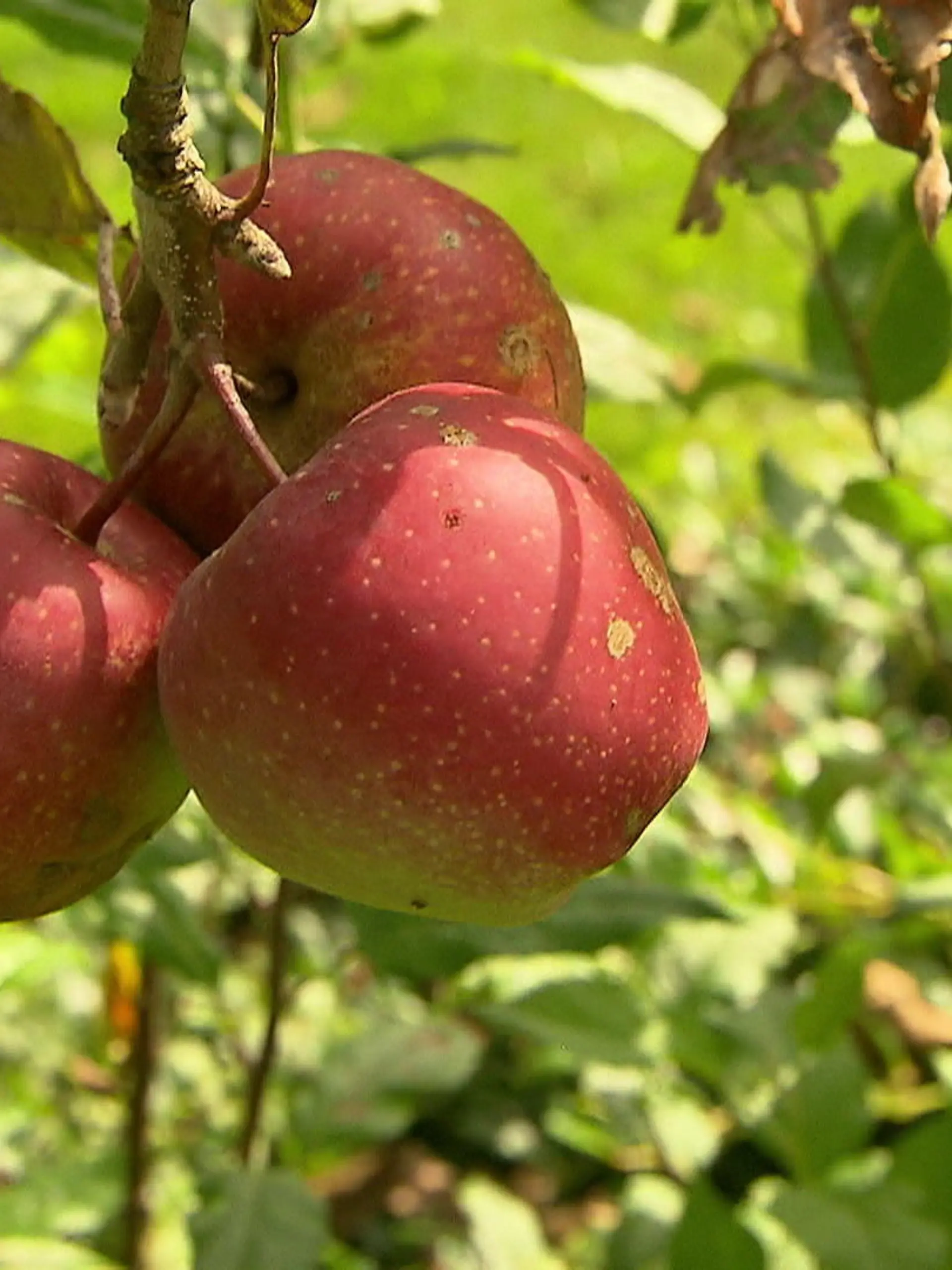 Bild zu: "Mann baut Bananen im Garten an"
