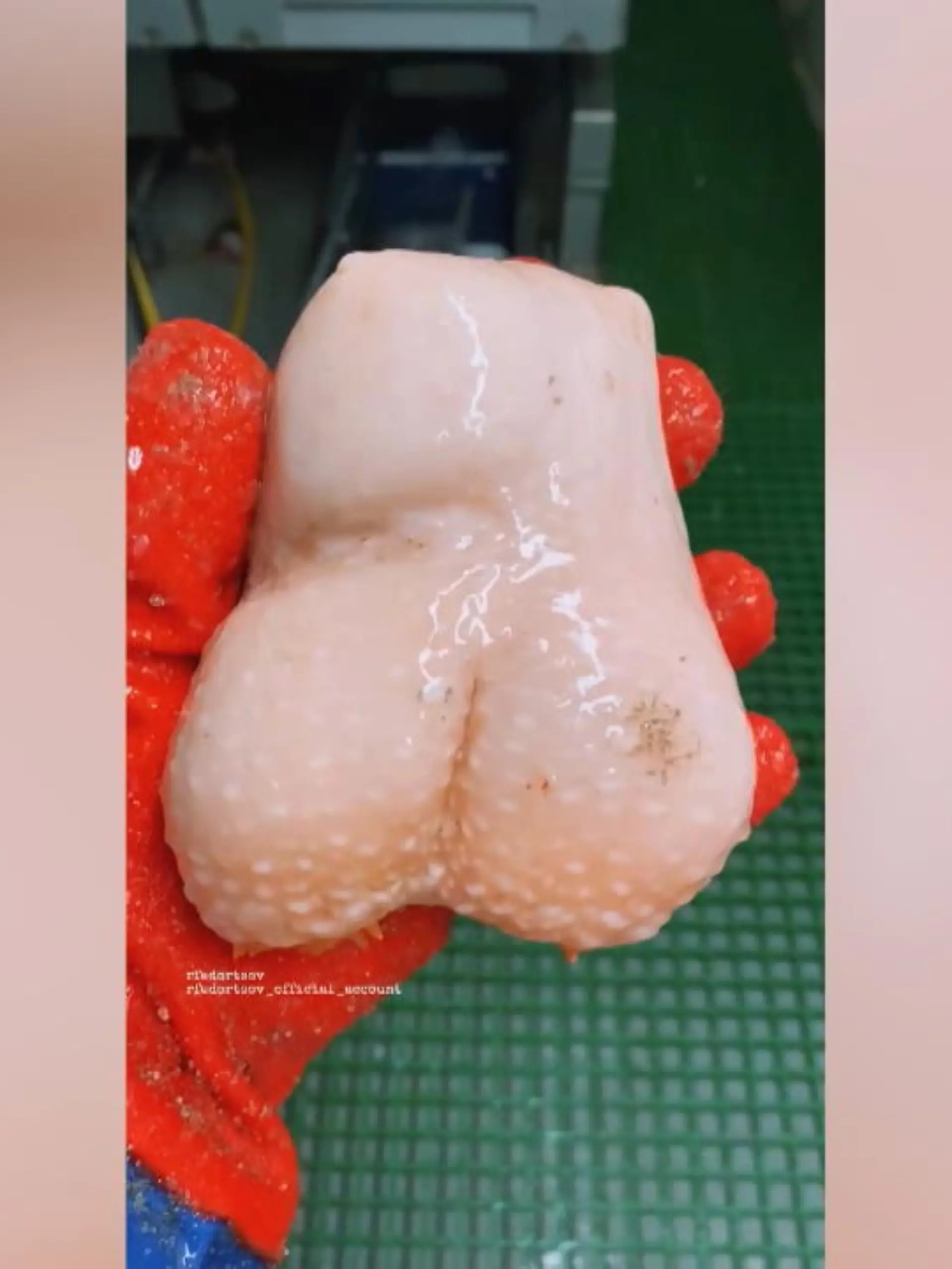 Ein Sexspielzeug aus der Tiefsee? Bitte was hat ein Angler denn da aus dem Meer gefischt? Sieht aus wie ein Hoden, ist etwa so groß wie ein Hoden – doch in Wirklichkeit ist es ein Fisch! Das skurrile Tier zeigen wir im Video.