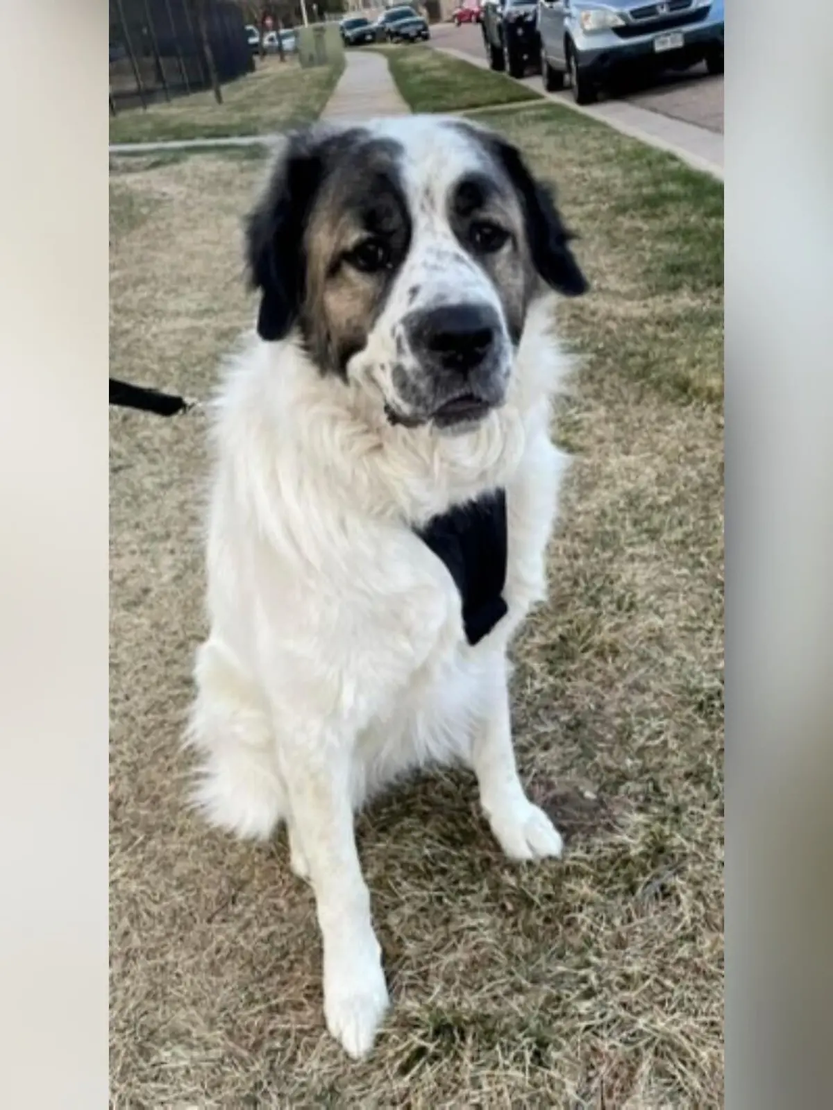 Bild zu: "Großes Glück nach zwei Jahren! Hund Bear kehrt zu seiner Familie zurück "