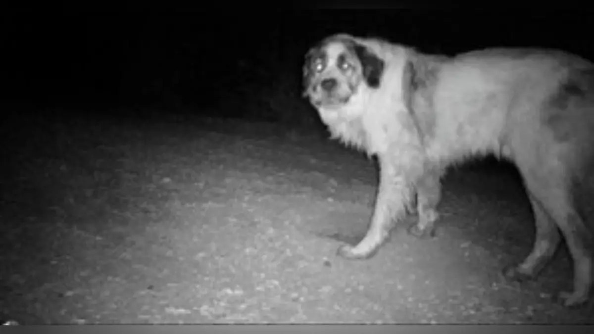 Mit Kameras überwachten Tierfreunde den vermissten Hund.