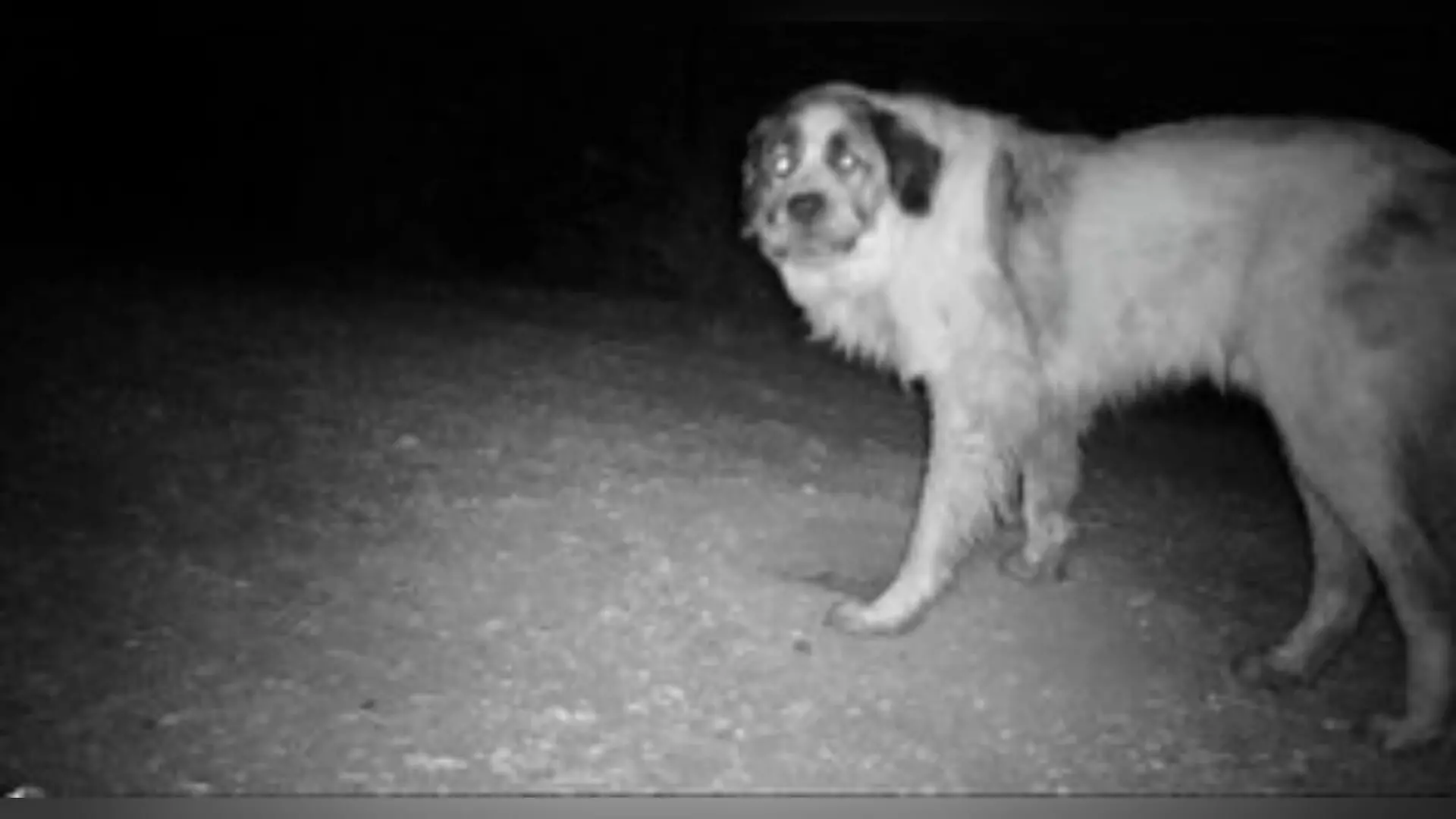 Mit Kameras überwachten Tierfreunde den vermissten Hund.