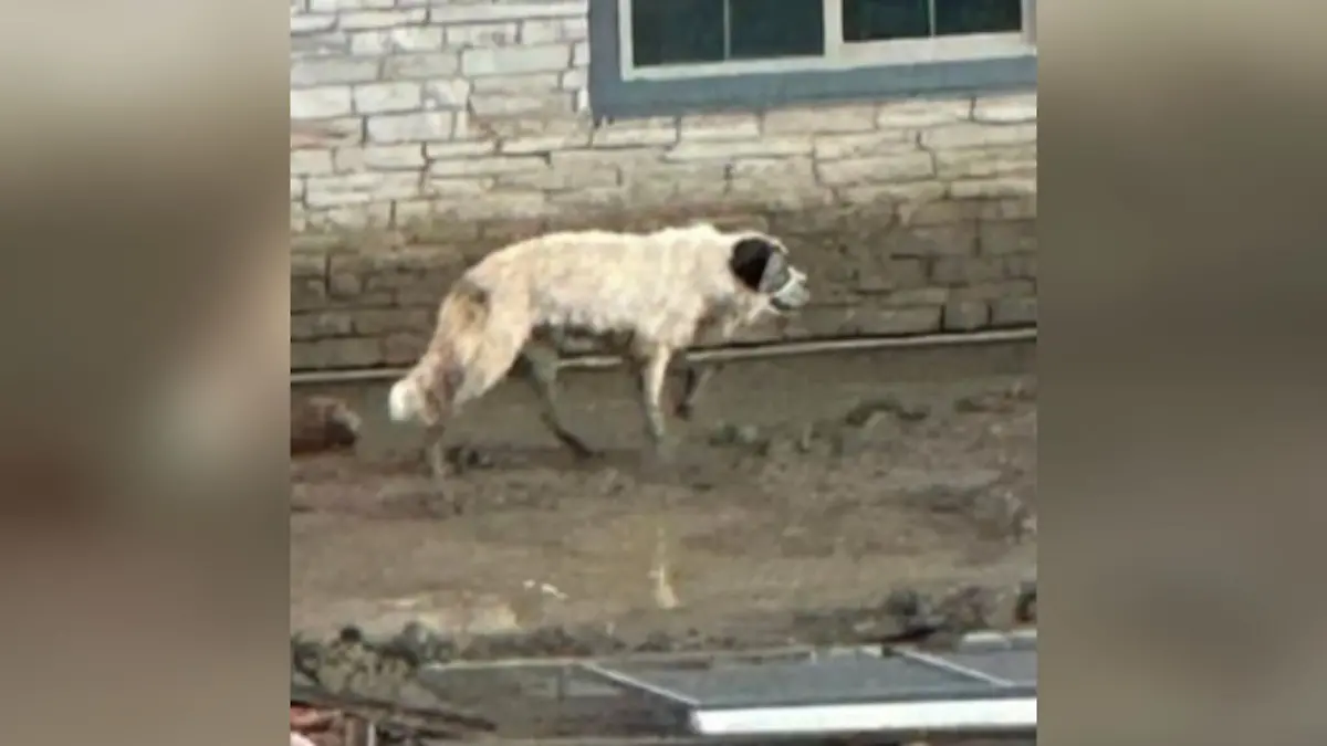 Offensichtlich war der vermisste Hund namens Bear unterernährt.