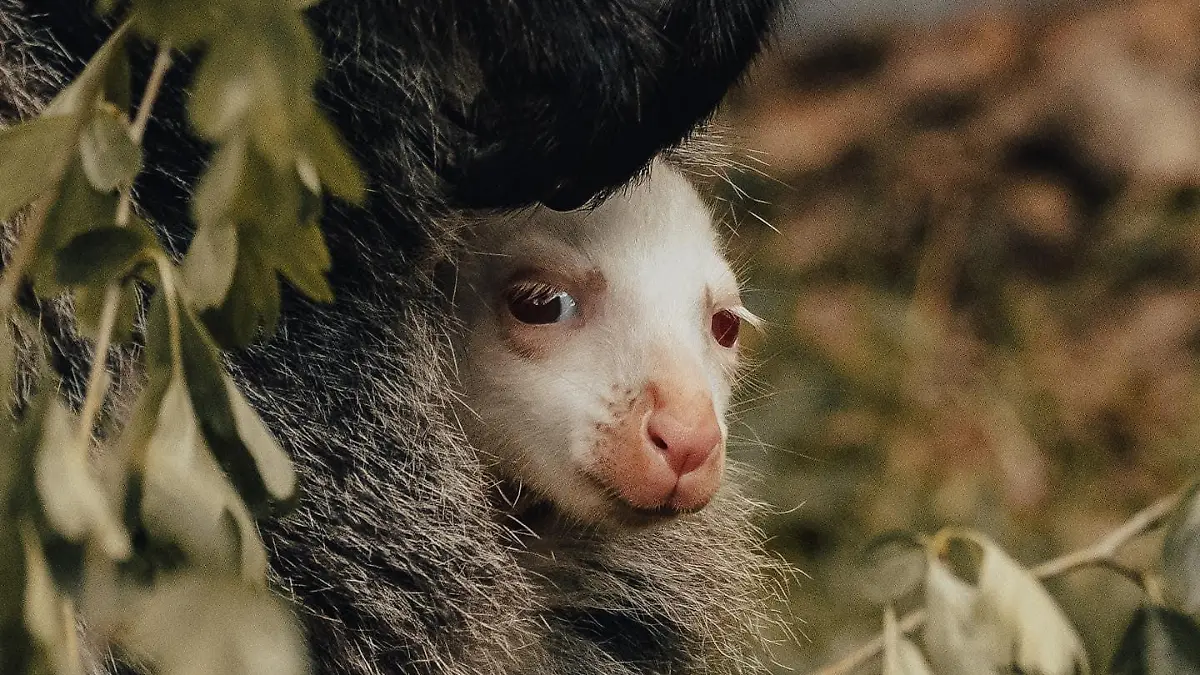 Albino-Känguru im Tierpark Sababurg