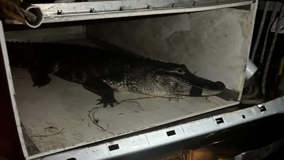 Der Alligator wurde eingefangen und an einem anderen Ort ausgesetzt.