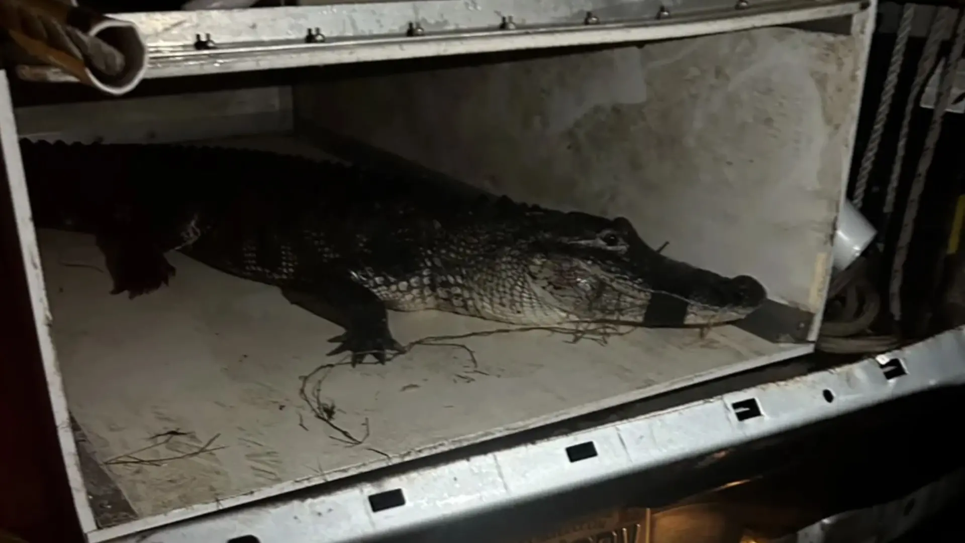 Der Alligator wurde eingefangen und an einem anderen Ort ausgesetzt.