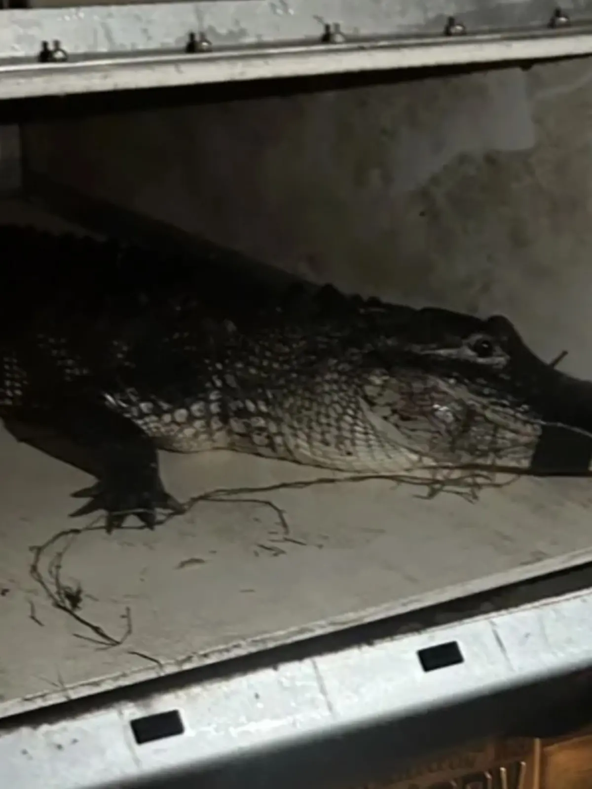 Der Alligator wurde eingefangen und an einem anderen Ort ausgesetzt.