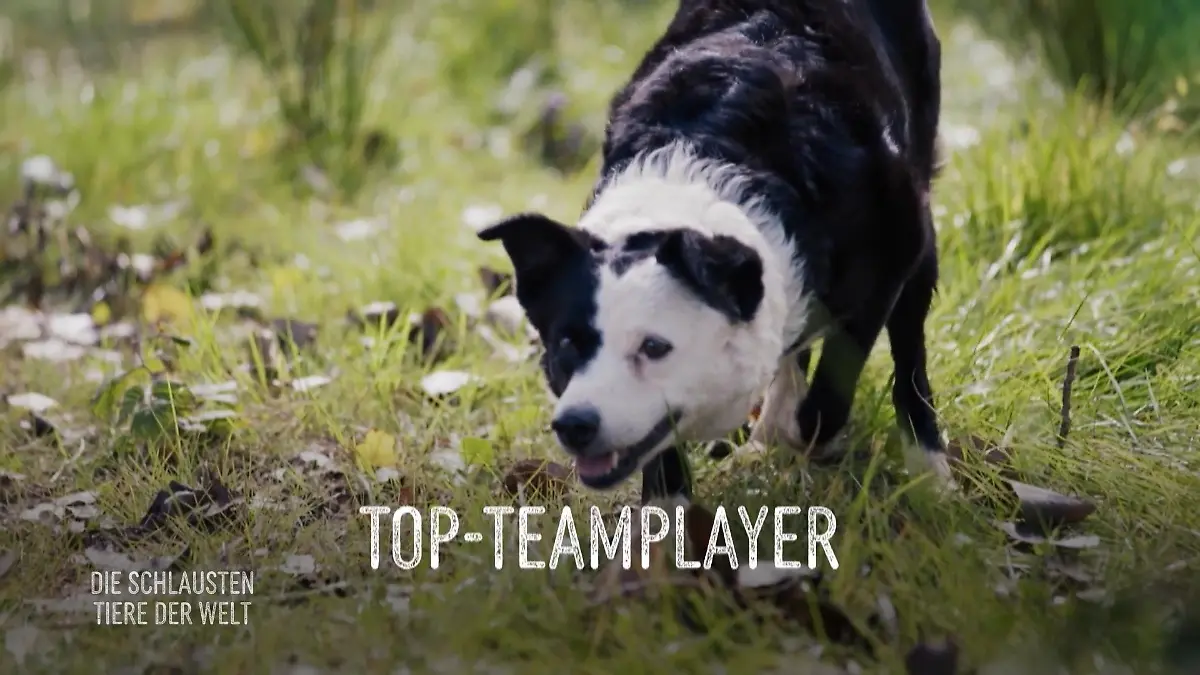 Wie soziale Intelligenz das Tierreich prägt Top-Teamplayer