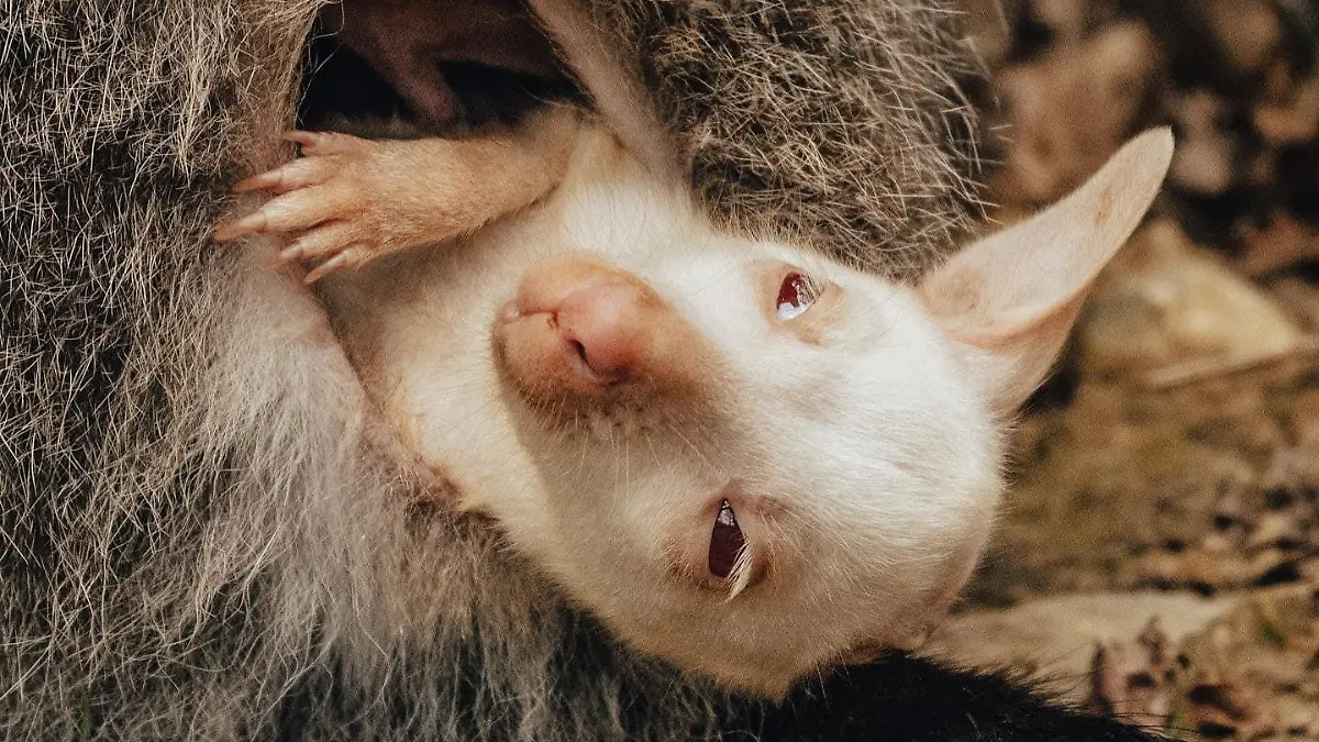 Albino-Känguru im Tierpark Sababurg