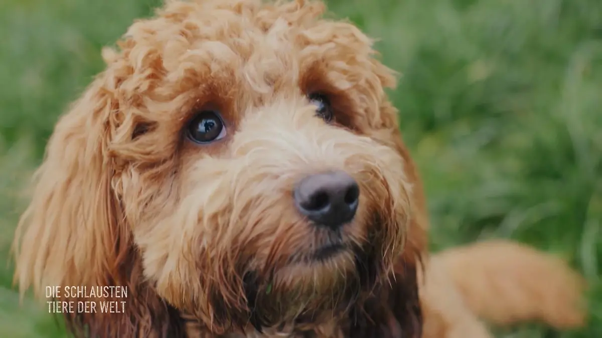 Wie Hunde unsere Emotionen steuern Die Macht des Hundeblicks