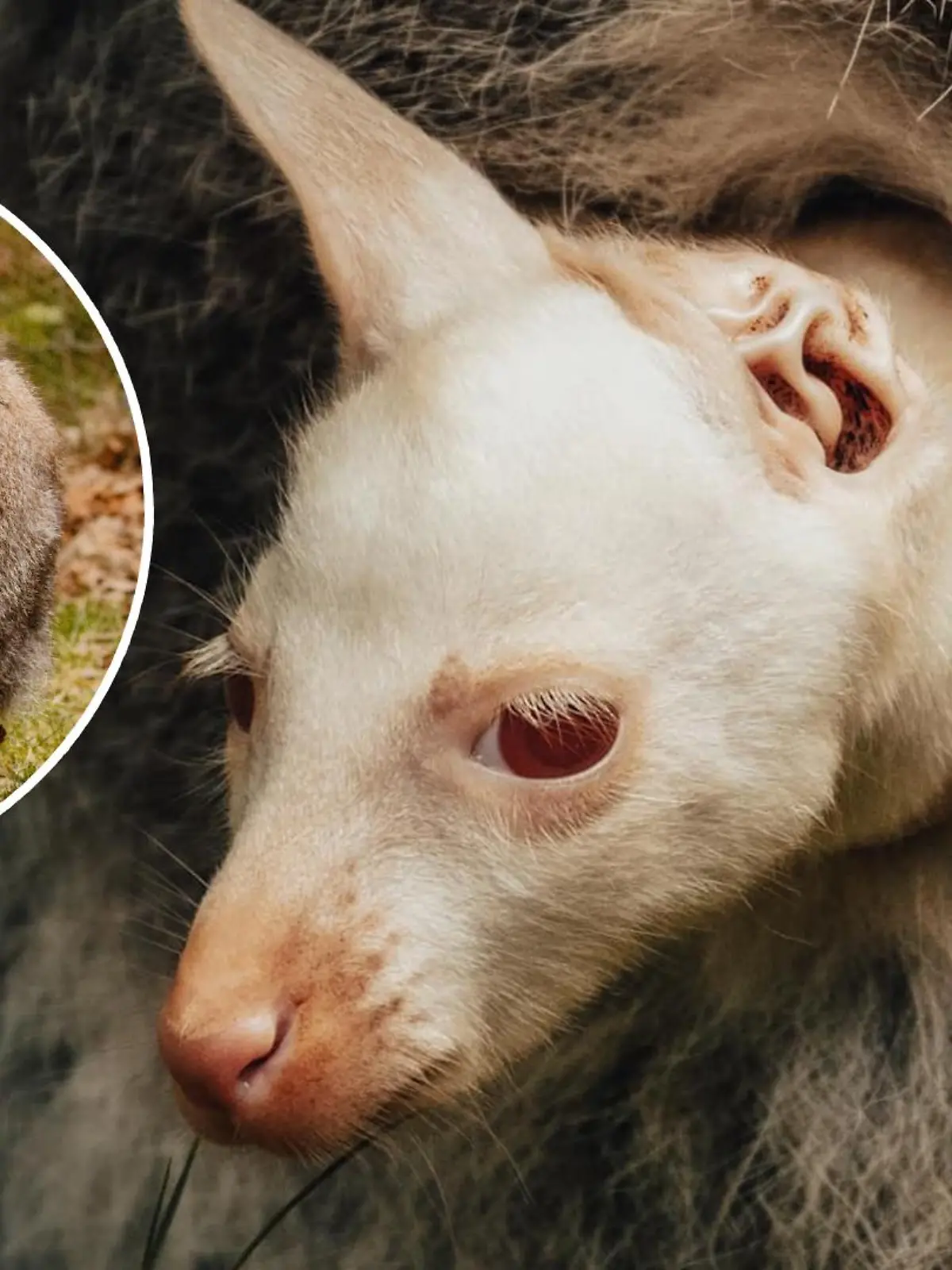 Albino-Känguru im Tierpark Sababurg