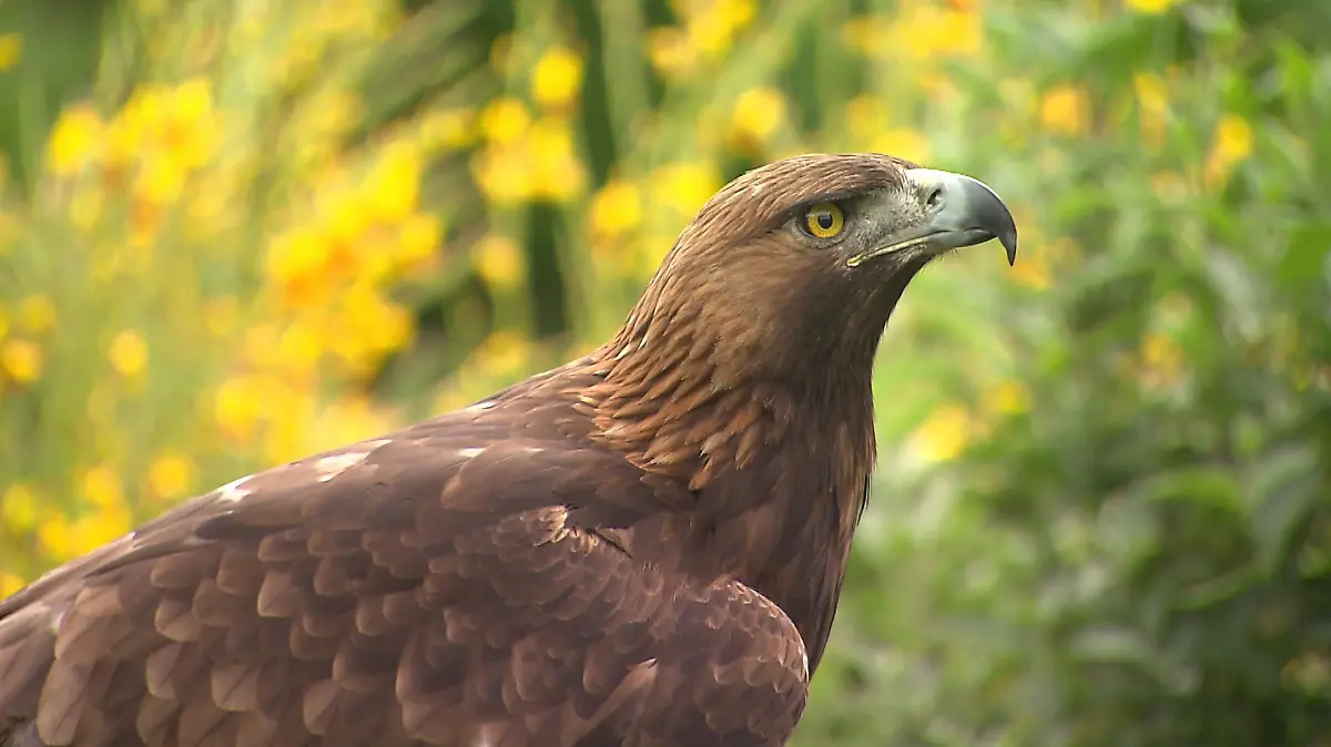 Steinadler greift 20 Monate altes Kleinkind an