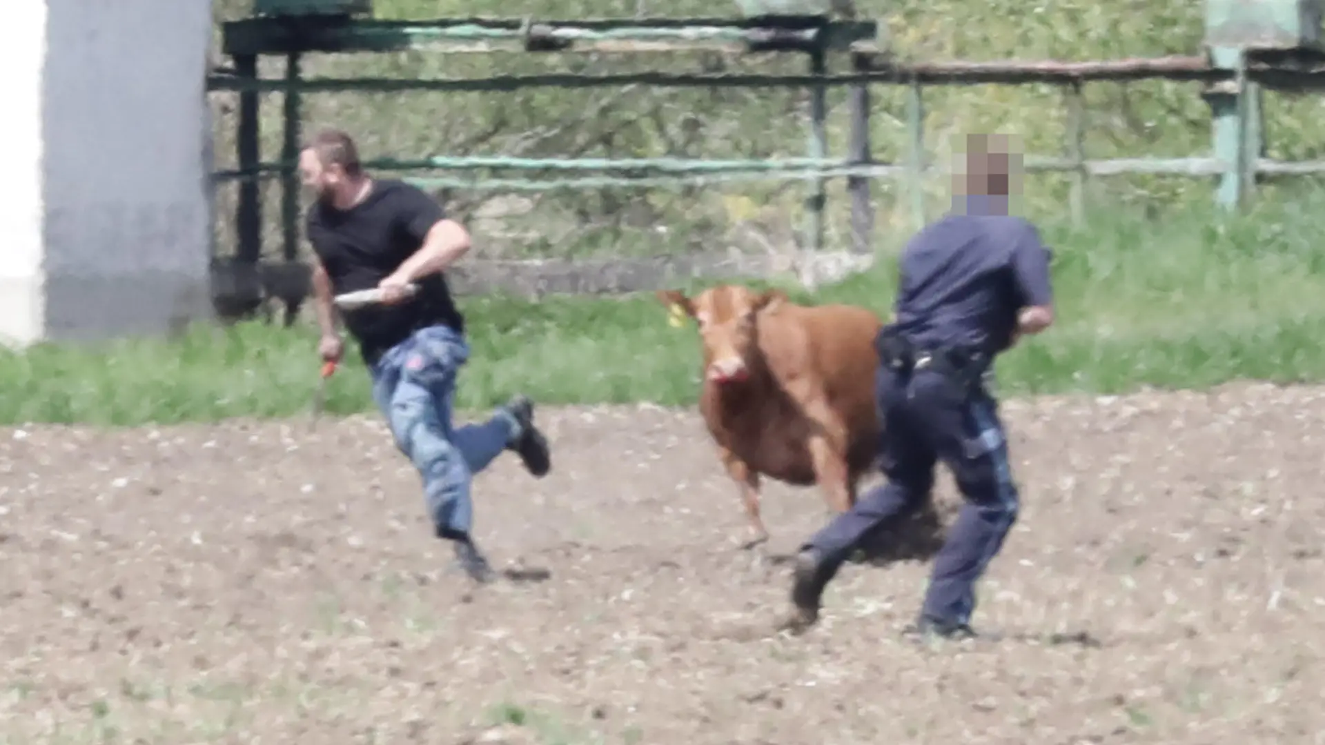 Kuh Yvonne die Zweite! ( Bitte Infotext von mir im Mail lesen !!!! ) Kühe entlaufen, Polizei erschießt zwei, drei weitere sind noch auf der Flucht, Lohkirchen/Erharting LKR Mühldorf 4.5.22
Mewhre Polizeistreifen der PI Mühldorf sowie der BUPOLI Mühldorf sowie die Feuerwehr aus Erharting waren unterwegs die fünf Kühe einzufangen die von einem Landwirtschaftlichen Betrieb bei Lohkirchen ( LKR MÜ ) entlaufen sind. Bei Erharting wurde diese dann gesichtet so das dort die Einsatzleitung aufgebaut wurde. Mit Drohne und mit Einsatzfahrzeugen von Feuerwehr und Polizei wurde nach den entlaufenen Rindern gesucht, eine wurde dann ca. 400 Meter Nördlich des Weilers Frixing gesichtet, zwei Polizeistreifen, ein Landwirt mit einem Traktor sowie ein Tiertransporteur waren auf dem Weg dorthin. Nachdem das Rind dann endlich auf einem Punkt für längere Zeit still stand gab ein Polizist mit einem Großkaliberigen Gewehr einen Schuss auf das Tier ab, dies sackte zusammen und blieb am Boden liegen. Als der Tiertransporteur dann auf das Rind zuging um es mit einem Bolzenschußapert nieder zu strecken rappelte das Tier auf und verfolgte die Person und rumpelte diese nieder, der Polizist reagierte blitzschnell und gab weitere Schüsse auf das Tier ab. ( !! Hier möchte ich erwähnen das dass Rind auf jede Person die sich ihm näherte losging und dieser nach dem Leben trachtete !!!!! )
Auch die Bahnstrecke von Mühldorf nach Landshut war für längere Zeit wegen dieses Einsatzes gesperrt. Ebenso wurde die B299 Höhe Pauliwirt teilweise für den Verkehr gesperrt.
Pressemitteilung der PI Mühldorf folgt !!!!
Fotos: fib/Eß