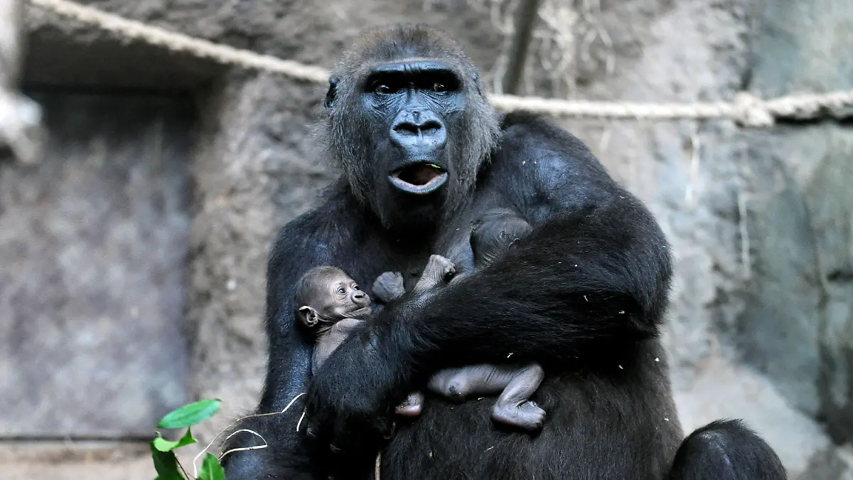 Gorilla-Dame «Dian» hält am 15.09.2015 im Gehege des Zoos in Frankfurt am Main (Hessen) ihre beiden Zwillings-Babys im Arm. Zwillingsgeburten sind bei Gorillas äußerst selten. Foto: Winfried Faust/dpa (zu dpa «Doppelte Freude: Zwillings-Nachwuchs bei Gorillas im Frankfurter Zoo» vom 16.09.2015) +++(c) dpa - Bildfunk+++