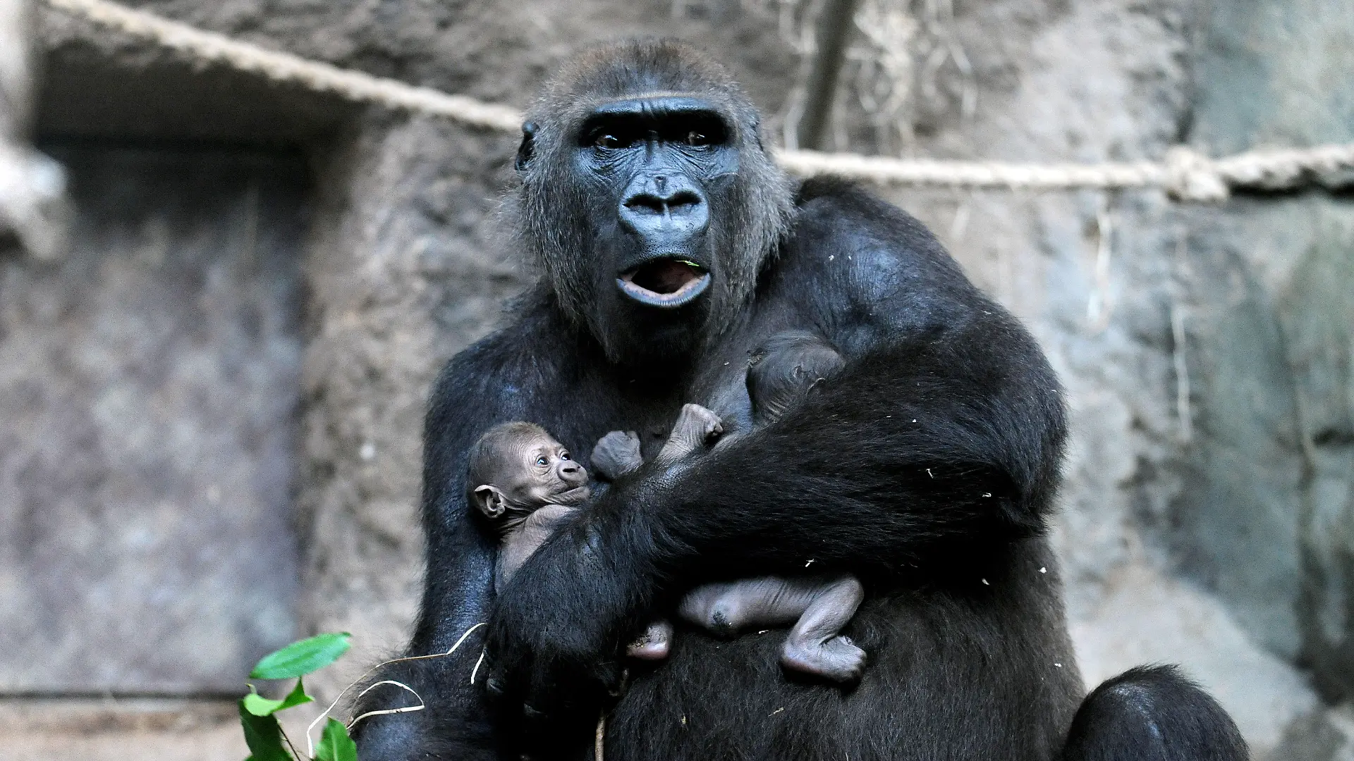 Gorilla-Dame «Dian» hält am 15.09.2015 im Gehege des Zoos in Frankfurt am Main (Hessen) ihre beiden Zwillings-Babys im Arm. Zwillingsgeburten sind bei Gorillas äußerst selten. Foto: Winfried Faust/dpa (zu dpa «Doppelte Freude: Zwillings-Nachwuchs bei Gorillas im Frankfurter Zoo» vom 16.09.2015) +++(c) dpa - Bildfunk+++