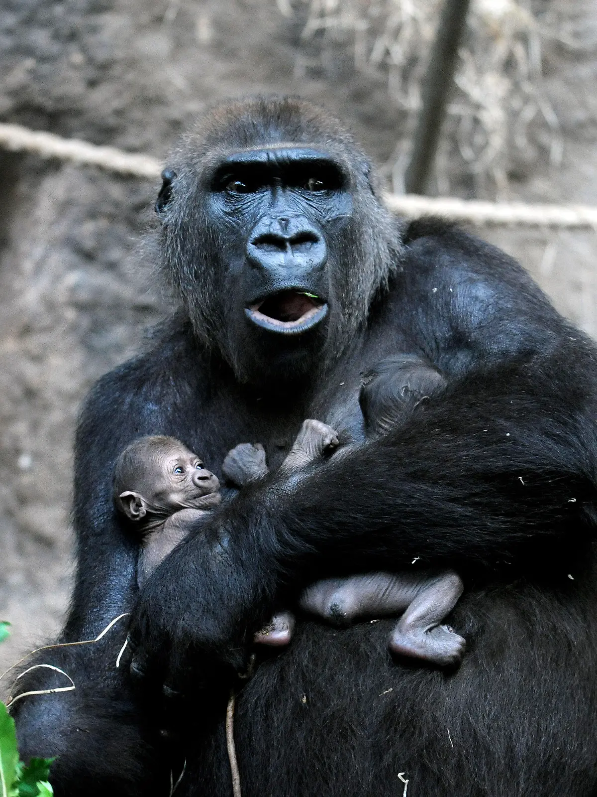 Gorilla-Dame «Dian» hält am 15.09.2015 im Gehege des Zoos in Frankfurt am Main (Hessen) ihre beiden Zwillings-Babys im Arm. Zwillingsgeburten sind bei Gorillas äußerst selten. Foto: Winfried Faust/dpa (zu dpa «Doppelte Freude: Zwillings-Nachwuchs bei Gorillas im Frankfurter Zoo» vom 16.09.2015) +++(c) dpa - Bildfunk+++