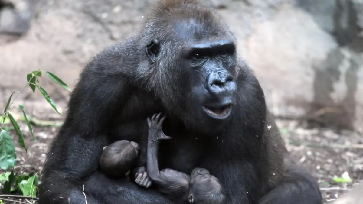 Gorilla-Dame «Dian»