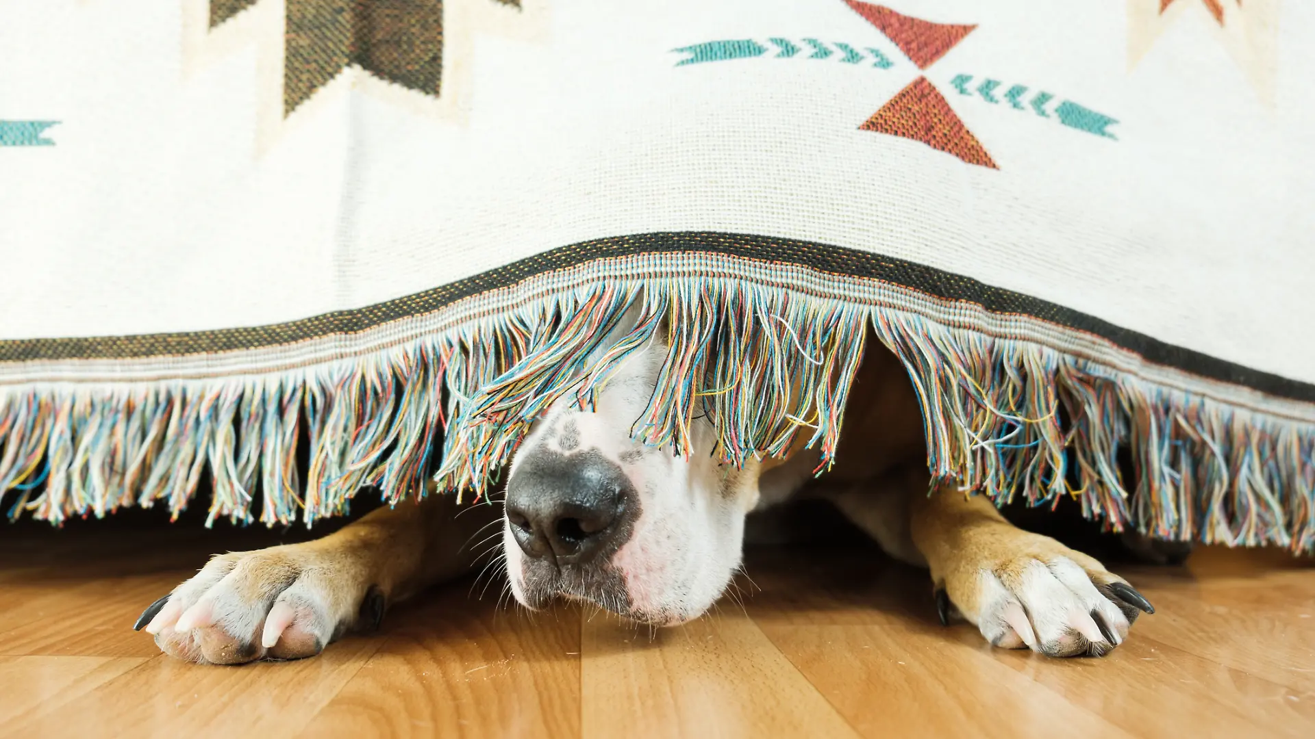 Ein Hund versteckt sich unter einem bunten Teppich.