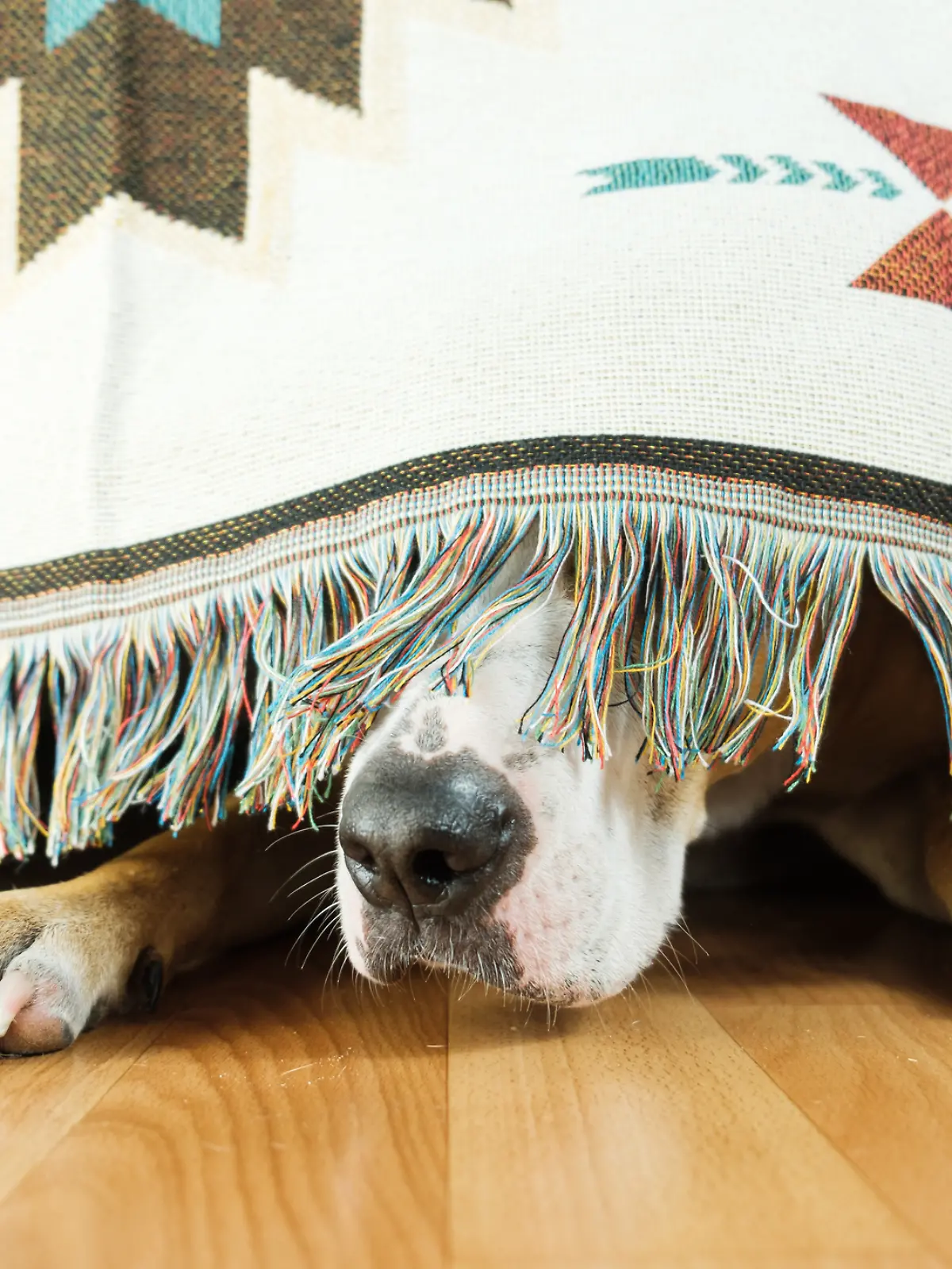 Ein Hund versteckt sich unter eine bunten Teppich. 