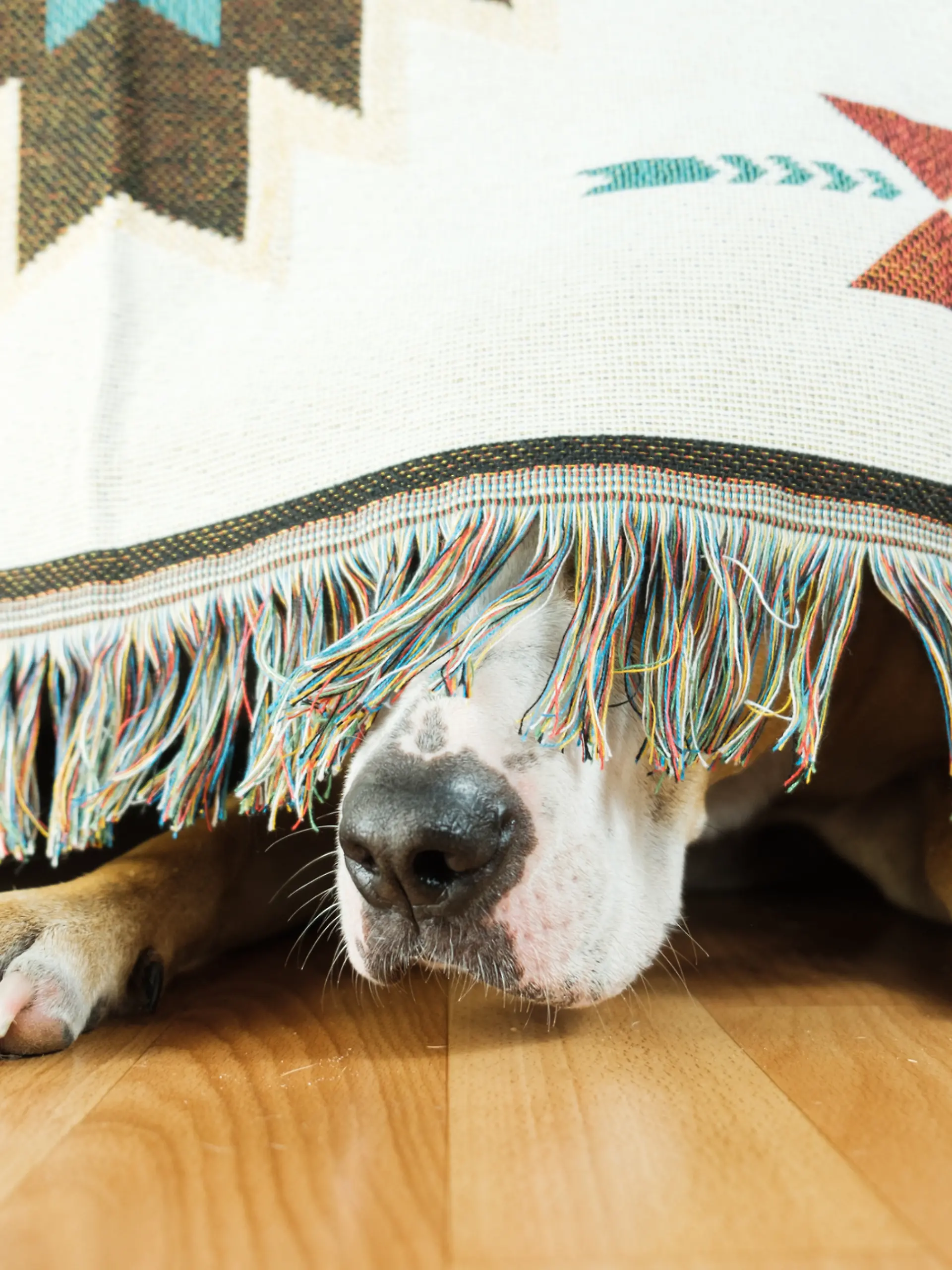 Ein Hund versteckt sich unter eine bunten Teppich. 