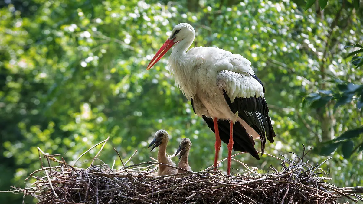 Storch mit nachwuchs in seinem Nest.