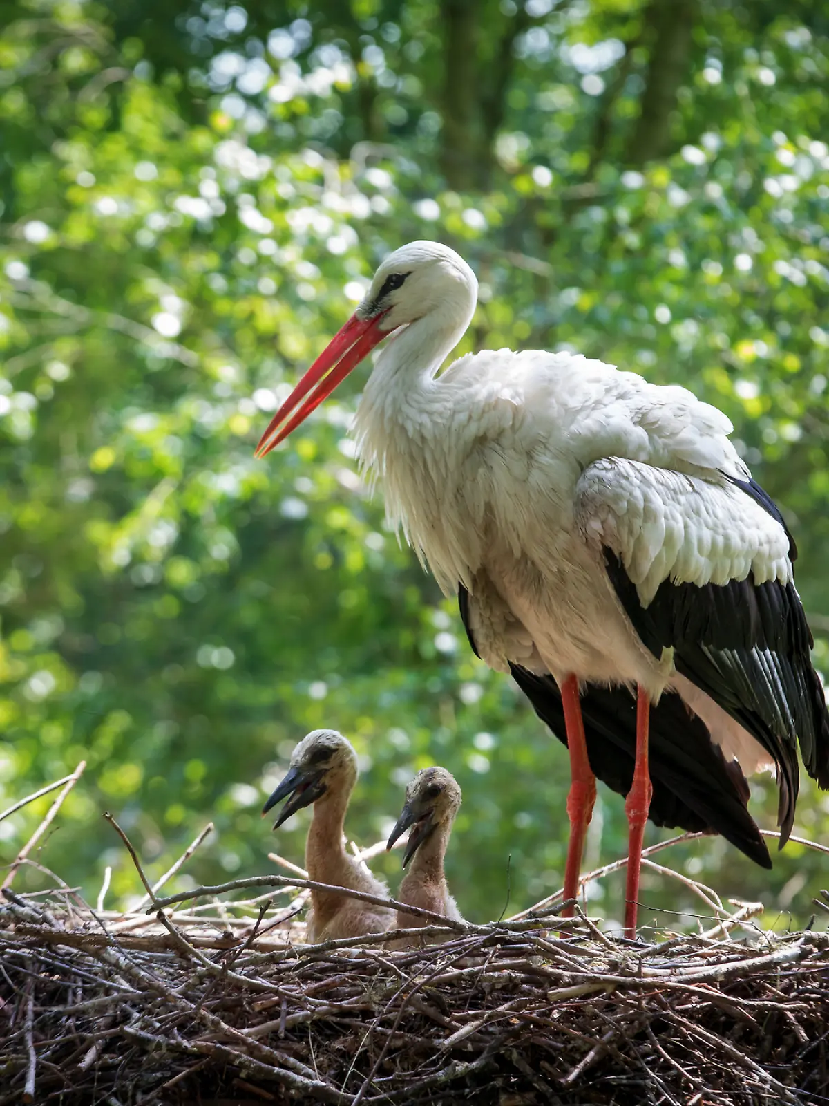 Storch mit nachwuchs in seinem Nest.