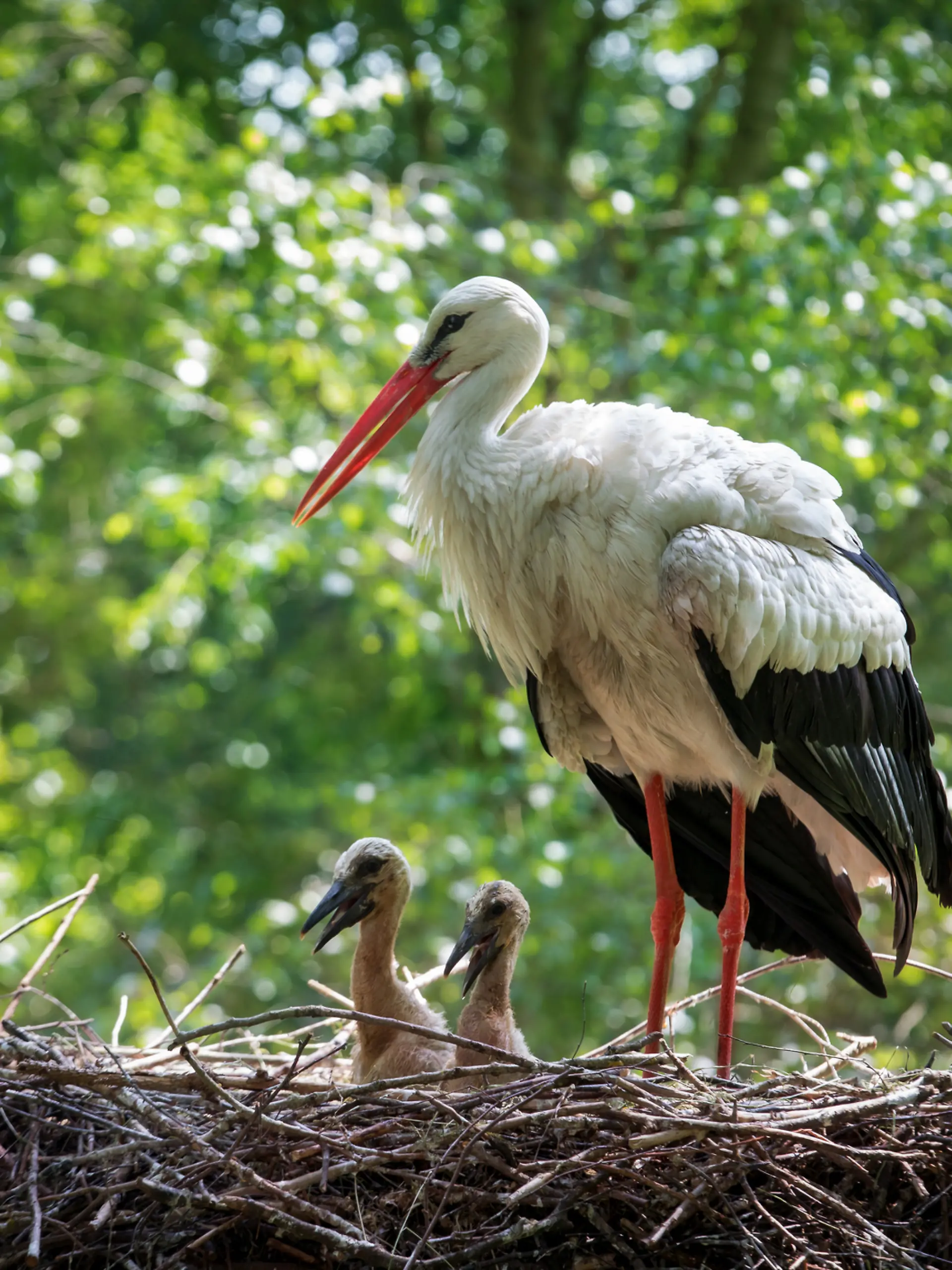 Storch mit nachwuchs in seinem Nest.