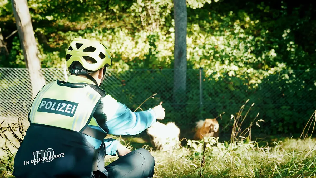 So lockt man streunende Hunde Tierische Suche