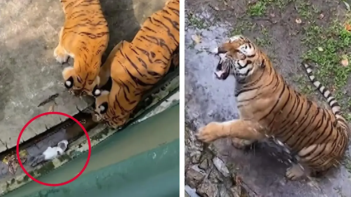Kätzchen im Tigergehege verletzt – Zoobesucher geraten in Panik. Kätzchen, raus da!