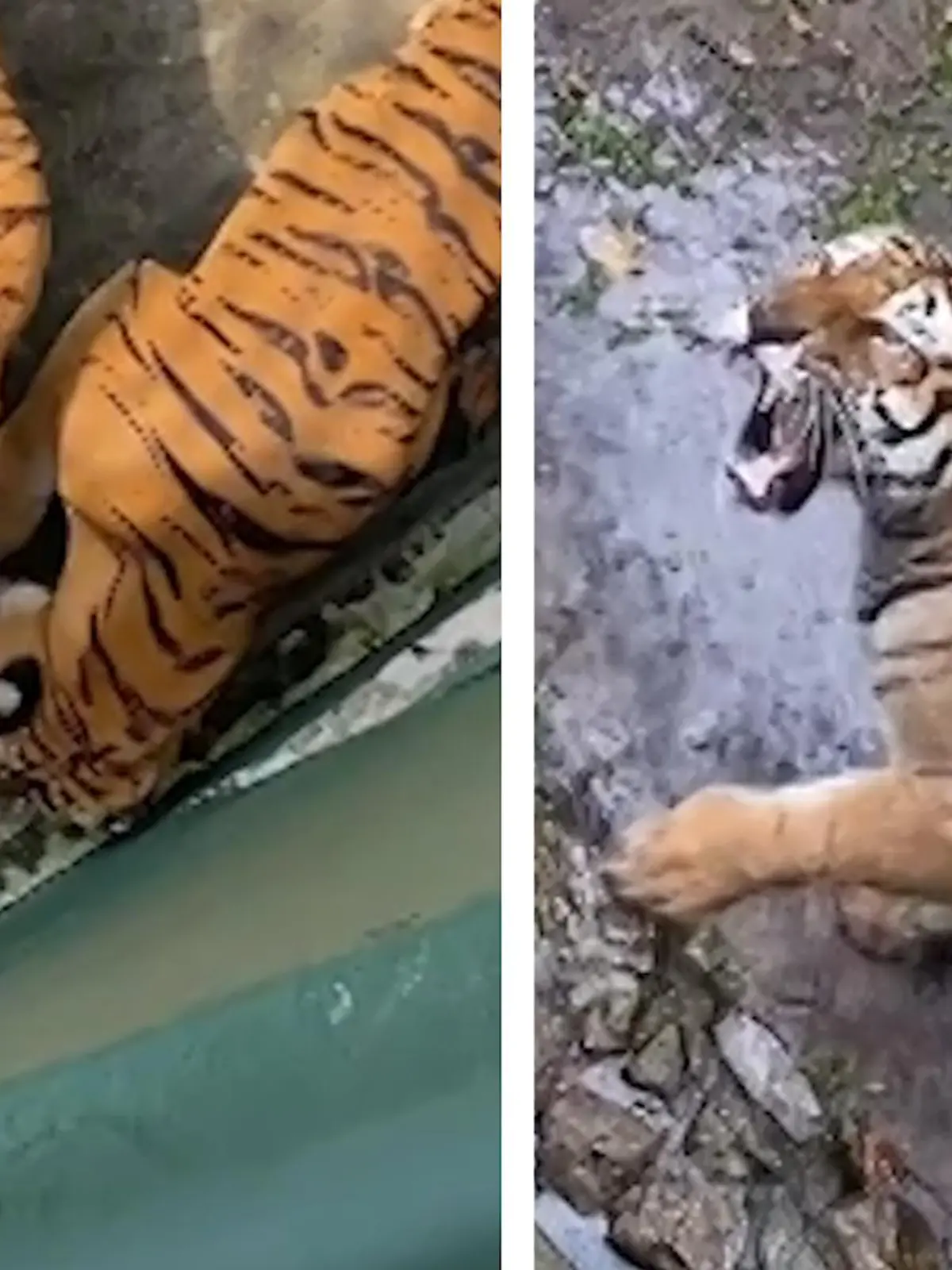 Bild zu: "Kitten verletzt in Tiger-Gehege - Zoo-Besucher in Panik"