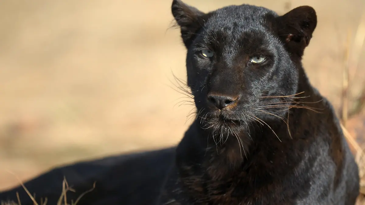 A black panther seen in a nature reserve near Johannesburg, South Africa, 22 June 2010. Wild animals attracts thousands of adventure soccer fans from around the world, who have the unique opportunity to see these creatures in their natural environment. Photo: Ronald Wittek dpa