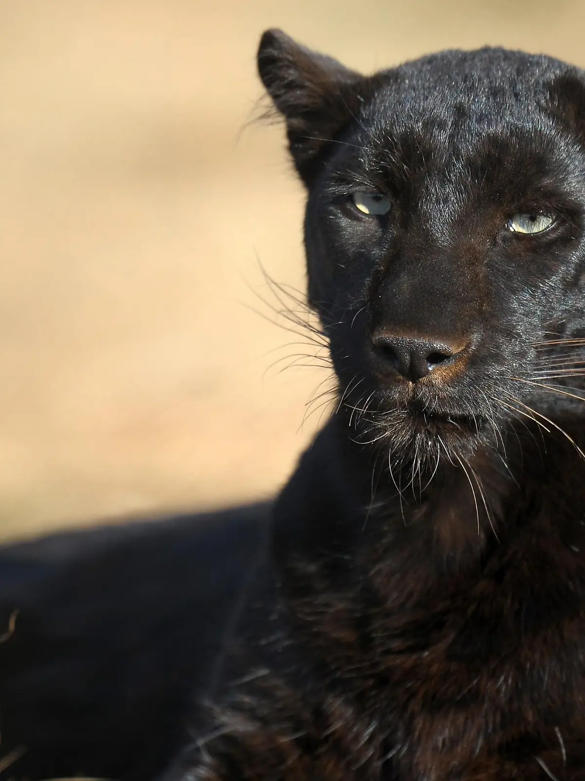A black panther seen in a nature reserve near Johannesburg, South Africa, 22 June 2010. Wild animals attracts thousands of adventure soccer fans from around the world, who have the unique opportunity to see these creatures in their natural environment. Photo: Ronald Wittek dpa