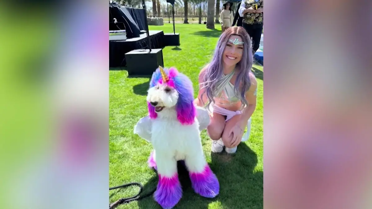 Netz ist geschockt! Frau färbt Hund zu buntem Einhorn-Pudel