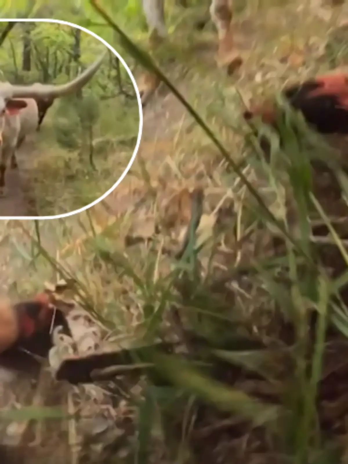 Bild zu: "Achtung, Kuh voraus! XXL-Rind bringt Mountainbiker aus der Spur"