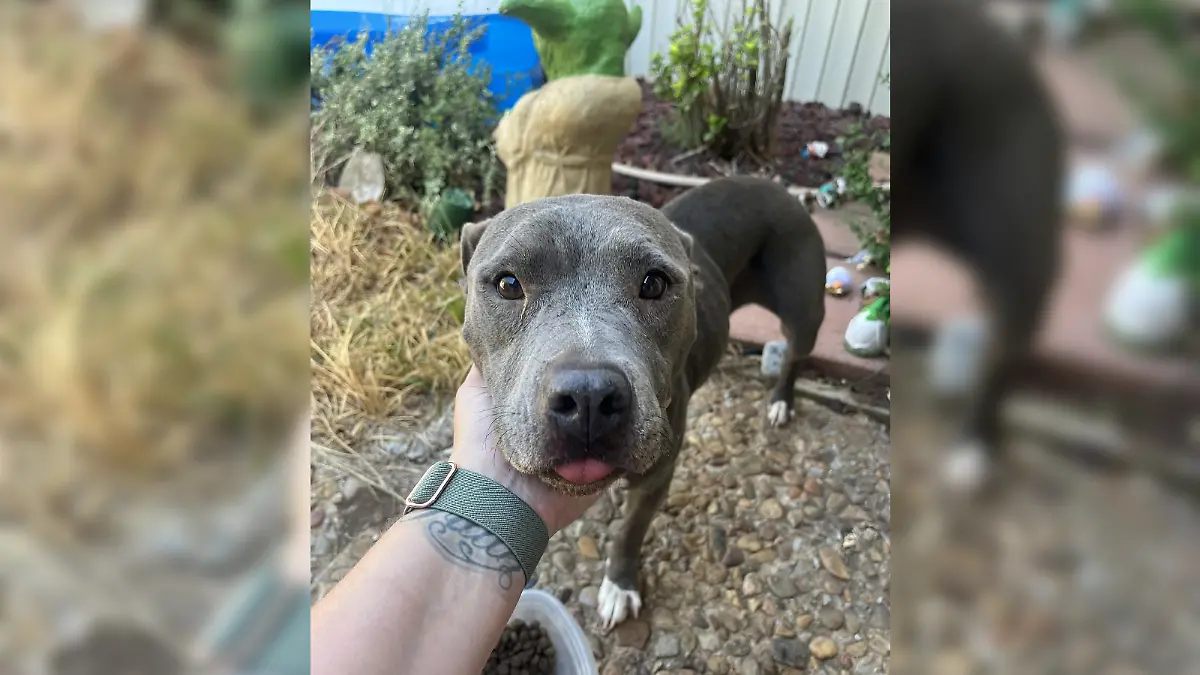 Oaklahoma: Pitbull-Hündin aus Florida nach zwei Jahren über 1.400 ...