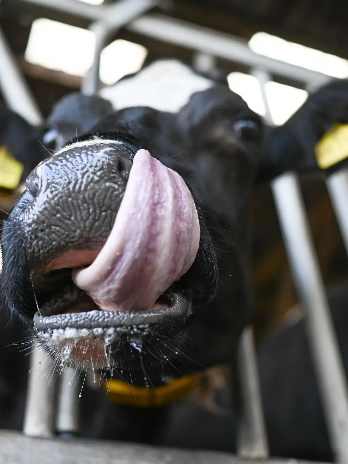 Bild zu: "Tiere bekamen kein Futter und kein Wasser! Brutalo-Schlachthofbesitzer vor Gericht"