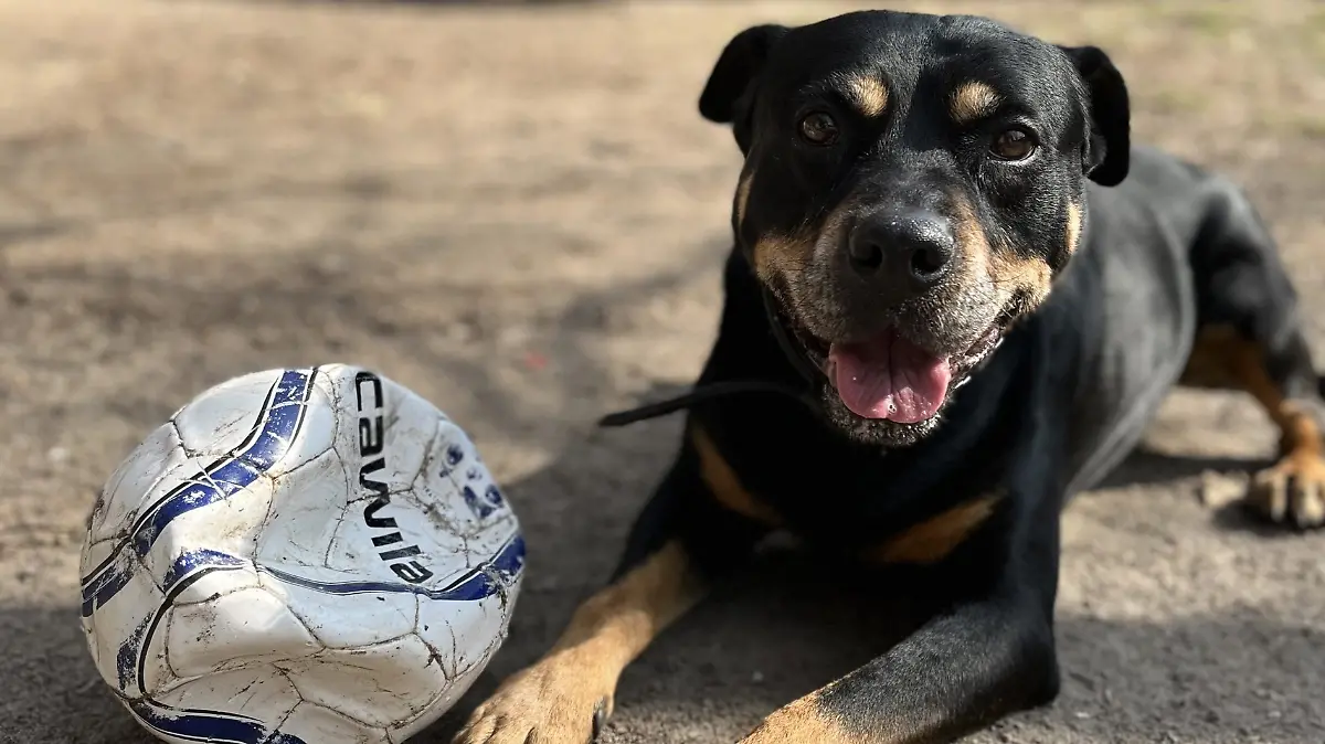 Hunde-Opi Rocky ist ein echter Fußballfan